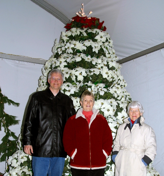 Poinsettia Tree