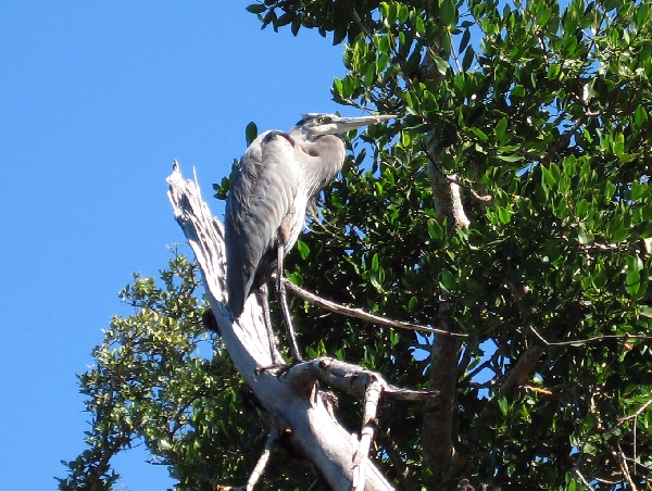 Blue Heron