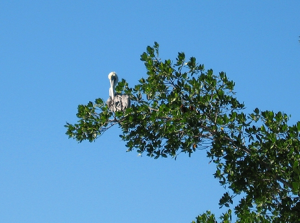 Pelican up a tree