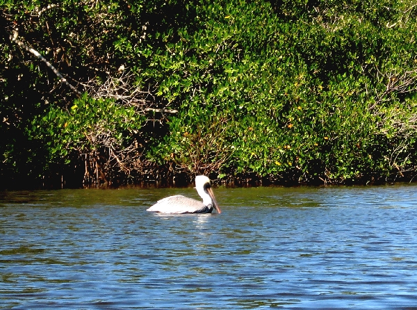 Pelican