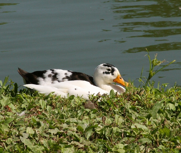 Ducks 2