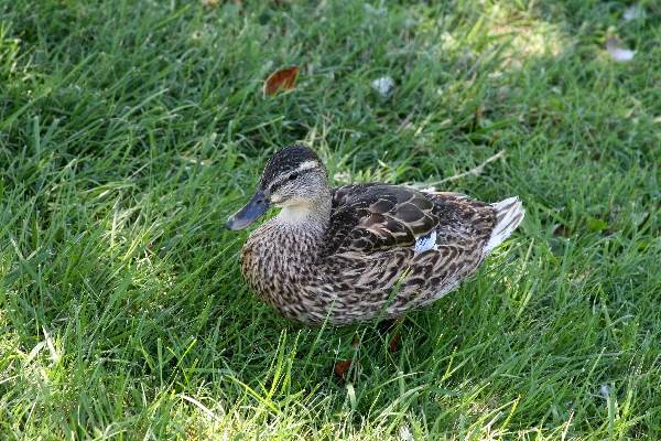 Ducks 6