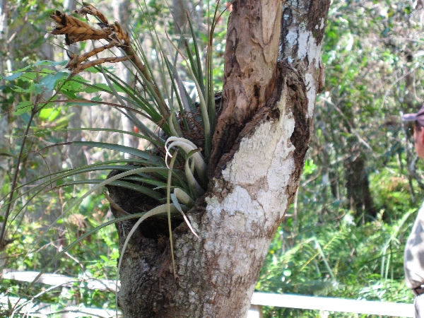 Air Plant