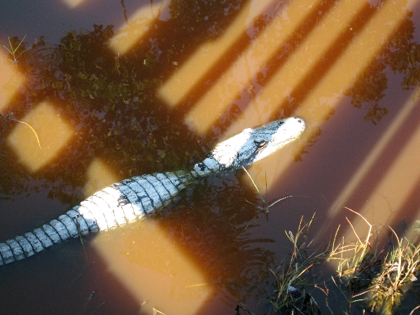 Alleged Alligator