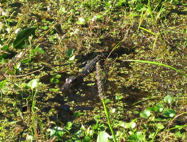 Baby Alligator