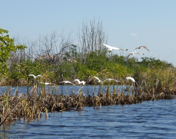 Birds in Flight