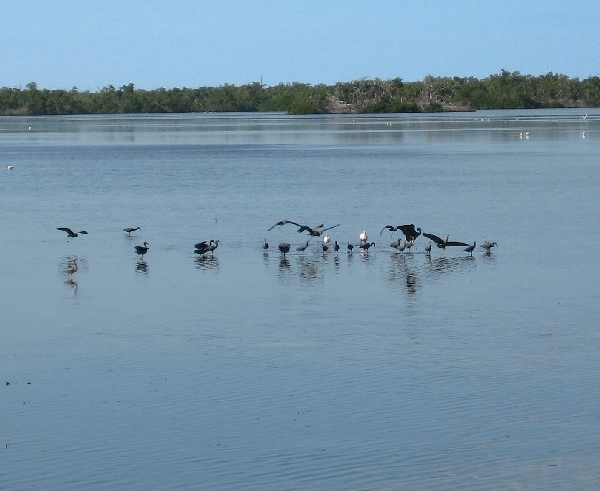 Birds on the water