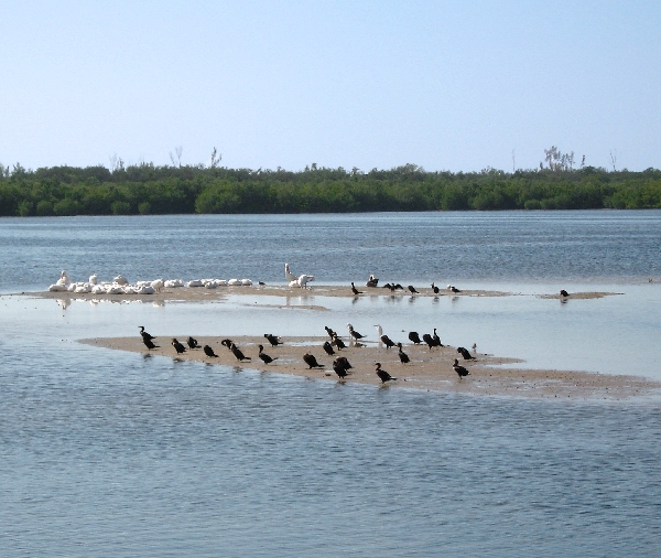 Ding Darling Nature Preserve