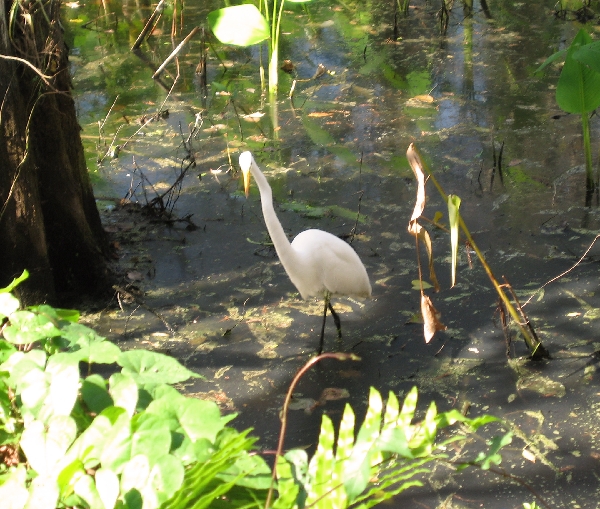 Egret