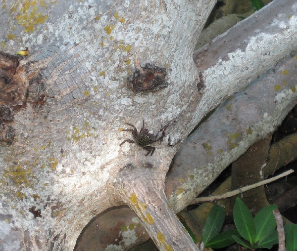 Mangrove Crab