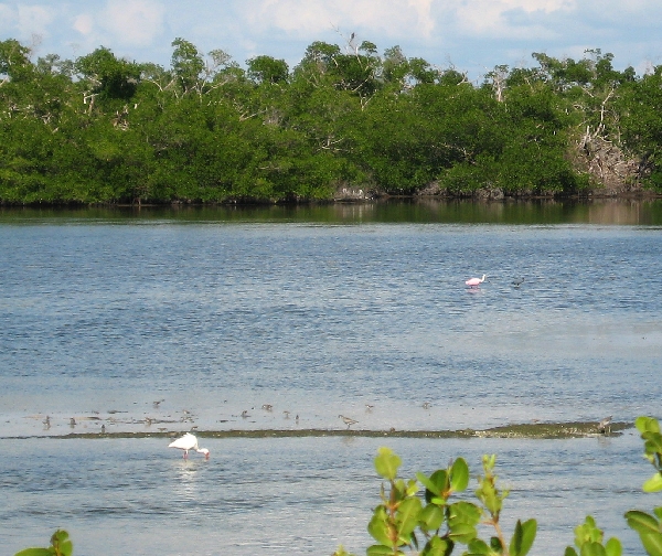 Roseate Spoonbill