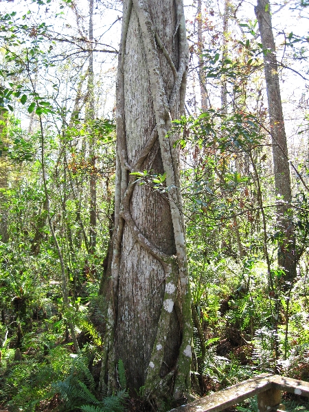 Strangler Fig