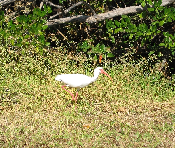 Wandering Ibis