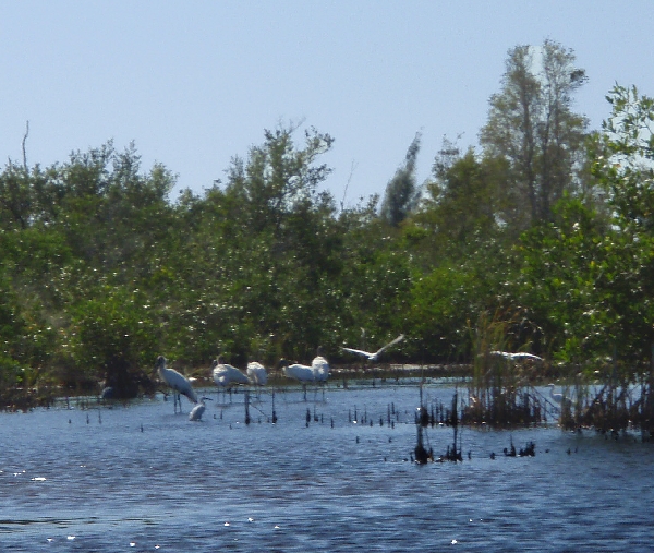 Wood Storks 2