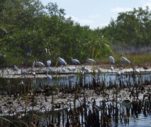 Wood Storks