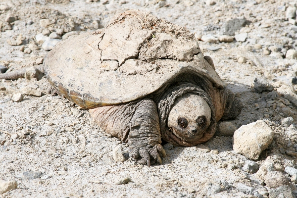 Snapping Turtle