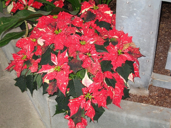 Poinsettia 1