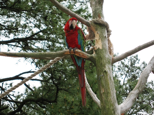 Crazy Bird