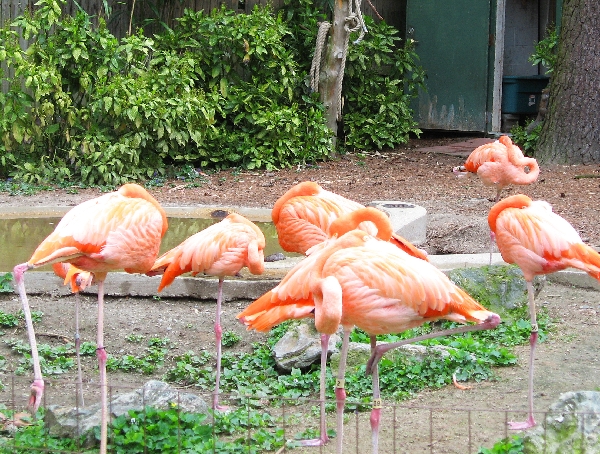 Flamingoes at the children's zoo