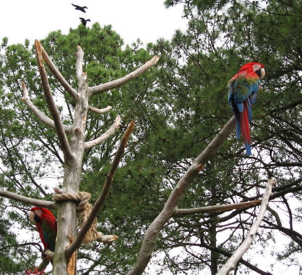 Parrots at the children's zoo