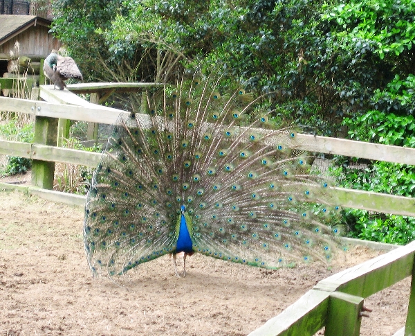 Peacock at the children's zoo