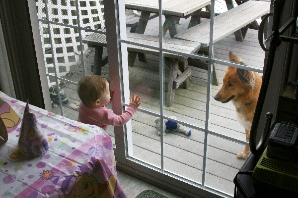 Doggie in the Window