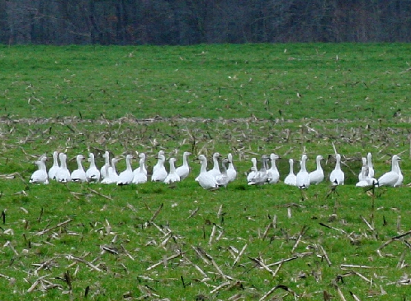 Geese