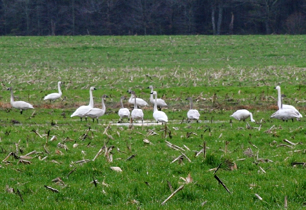 Visiting Swans