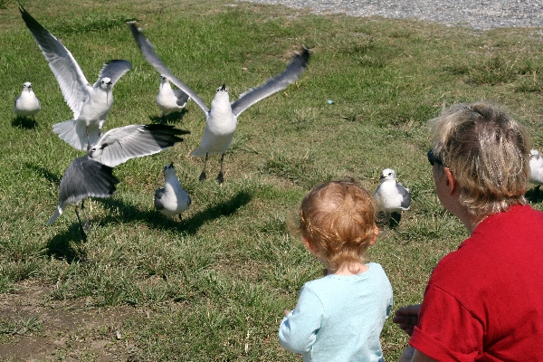 Feeding the seagulls