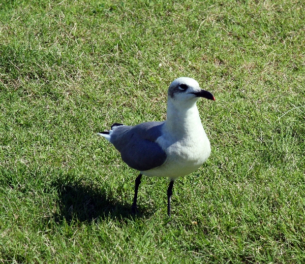 The seagull awaits