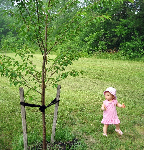 Tree Inspector