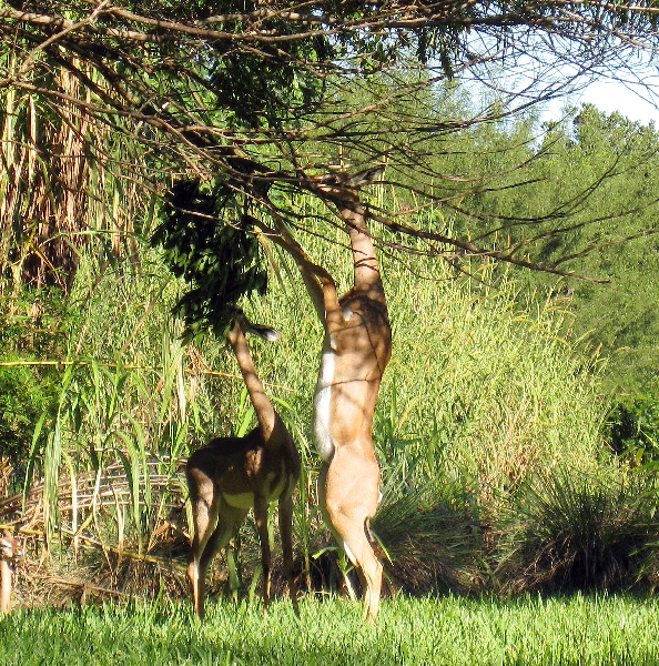 Bi-pedal Grazing