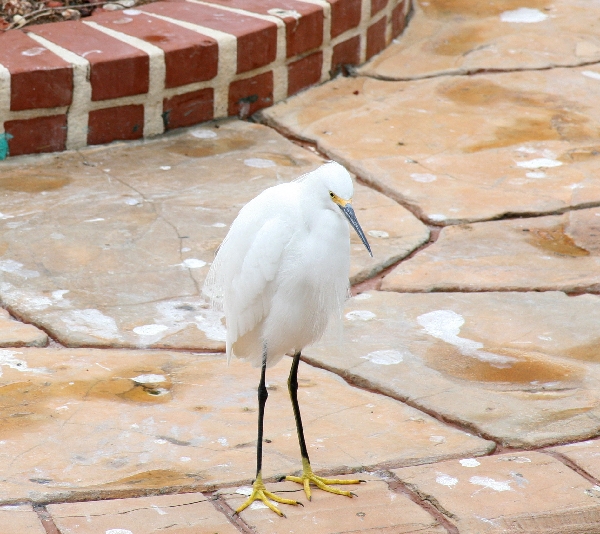 Bird on the Sidewalk