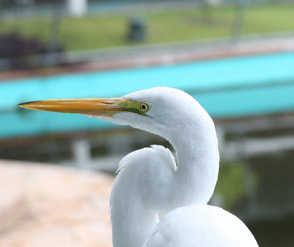 Egret 2