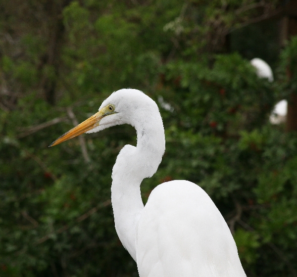 Egret 3