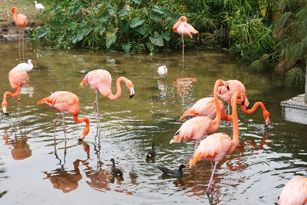 Flamingoes 2