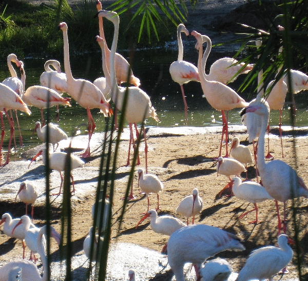 Flamingoes and Ibises