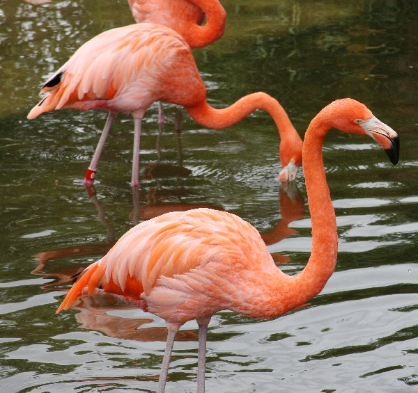 Flamingoes