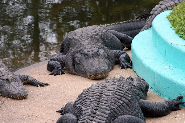 Gatorland