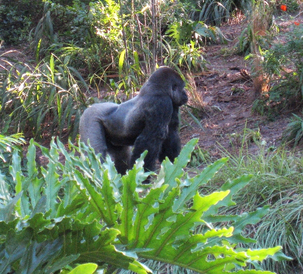 Gorilla