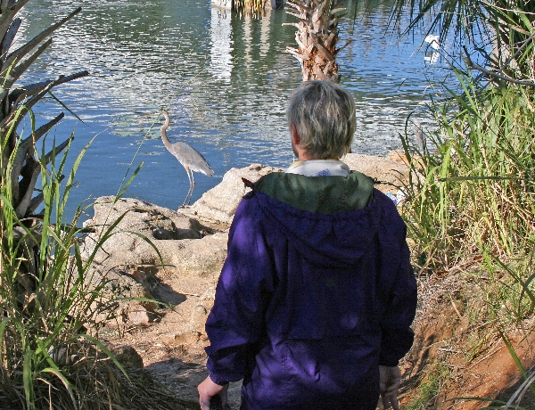 Heron Watching