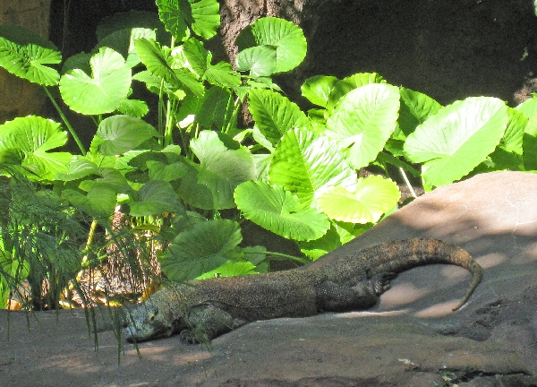 Komodo Dragon