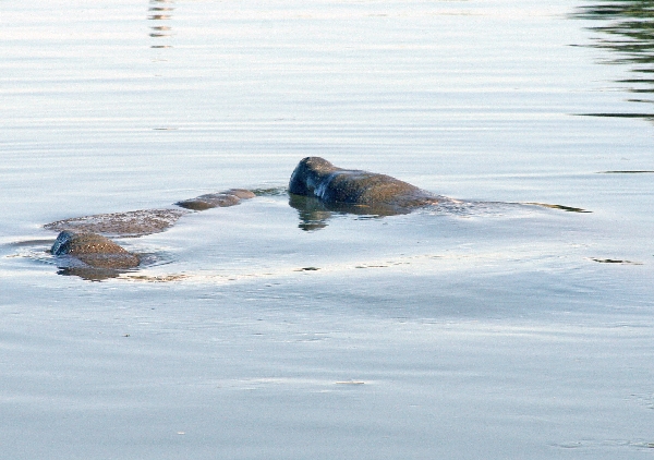 Manatees 1