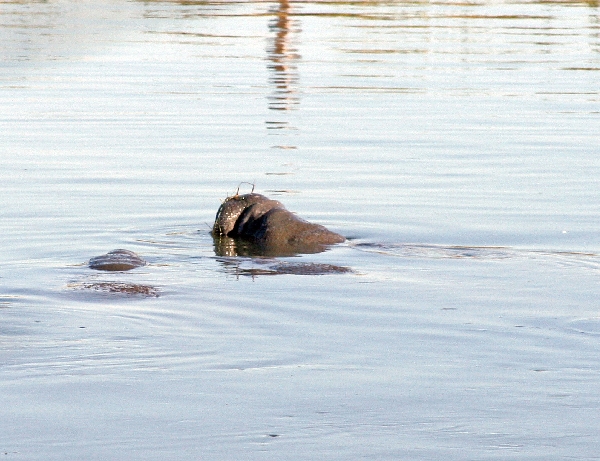 Manatees 2