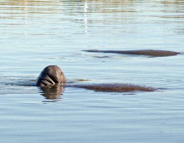 Manatees 3