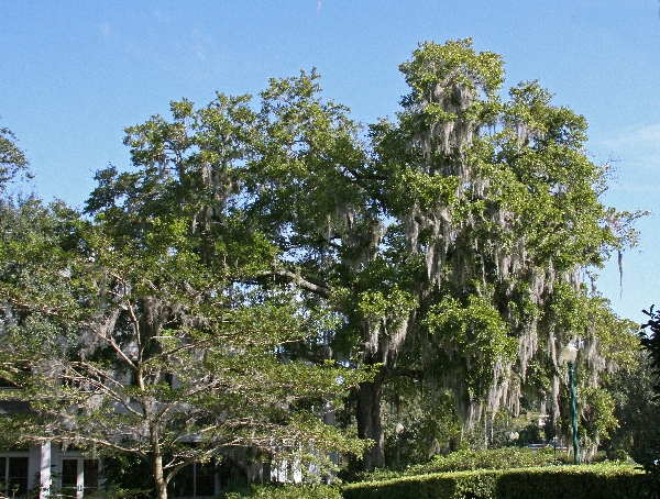 Spanish Moss 2