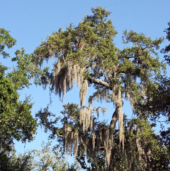 Spanish Moss