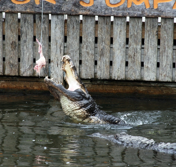 The gator who came to dinner