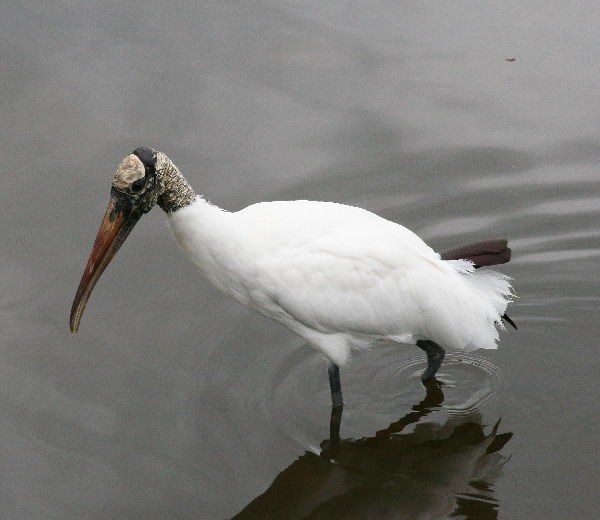 Woodstork