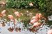 Flamingoes 2